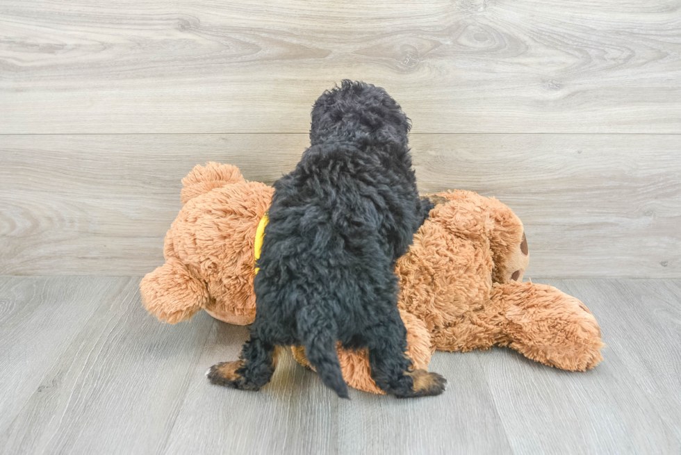 Small Mini Bernedoodle Baby