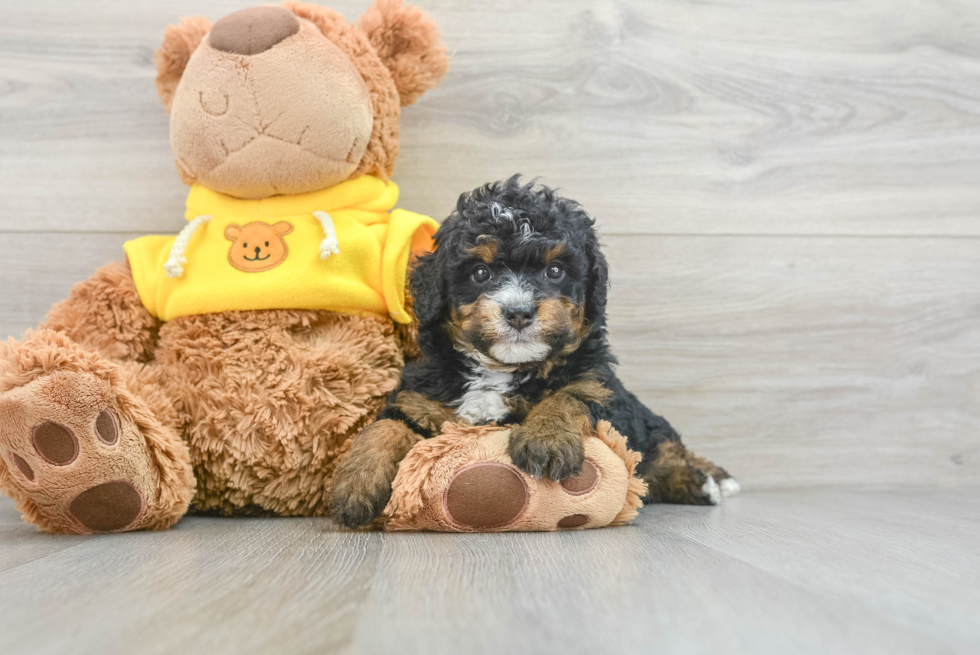 Cute Mini Bernedoodle Baby