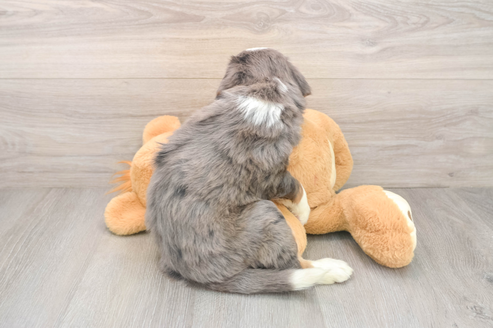 Friendly Mini Bernedoodle Baby