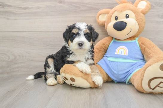 GRANDE, a Mini Bernedoodle littermate