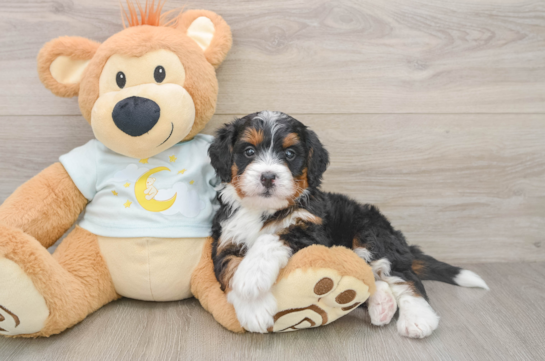 GRANDE, a Mini Bernedoodle littermate