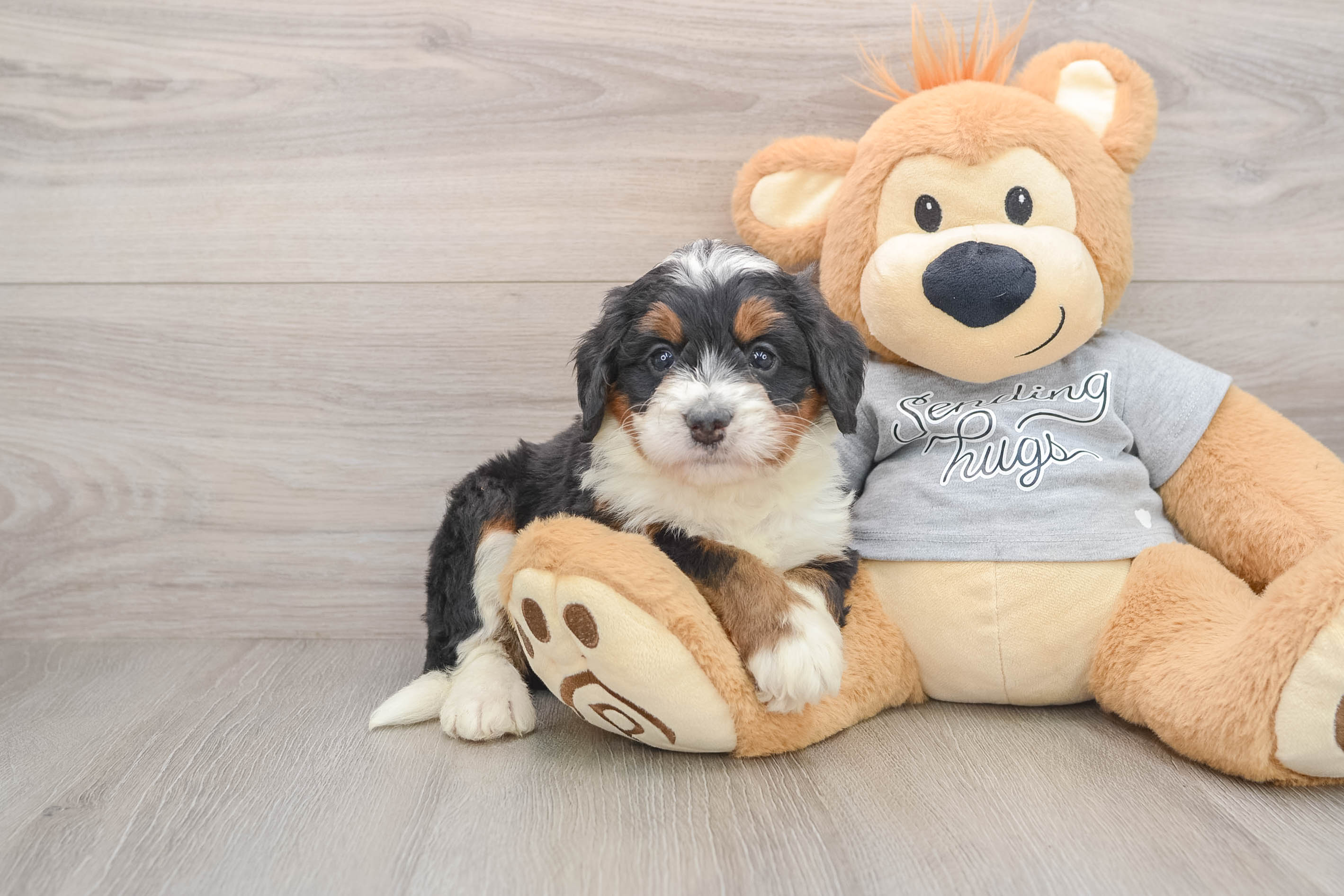 Mini Bernedoodle Puppy for Adoption