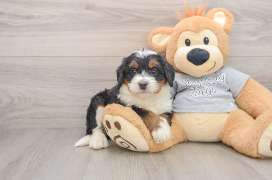 Mini Bernedoodle Puppy for Adoption