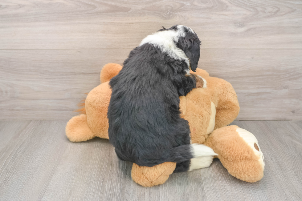 Mini Bernedoodle Puppy for Adoption