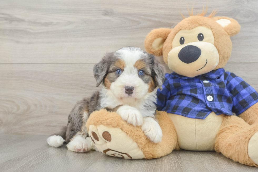 Mini Bernedoodle Puppy for Adoption