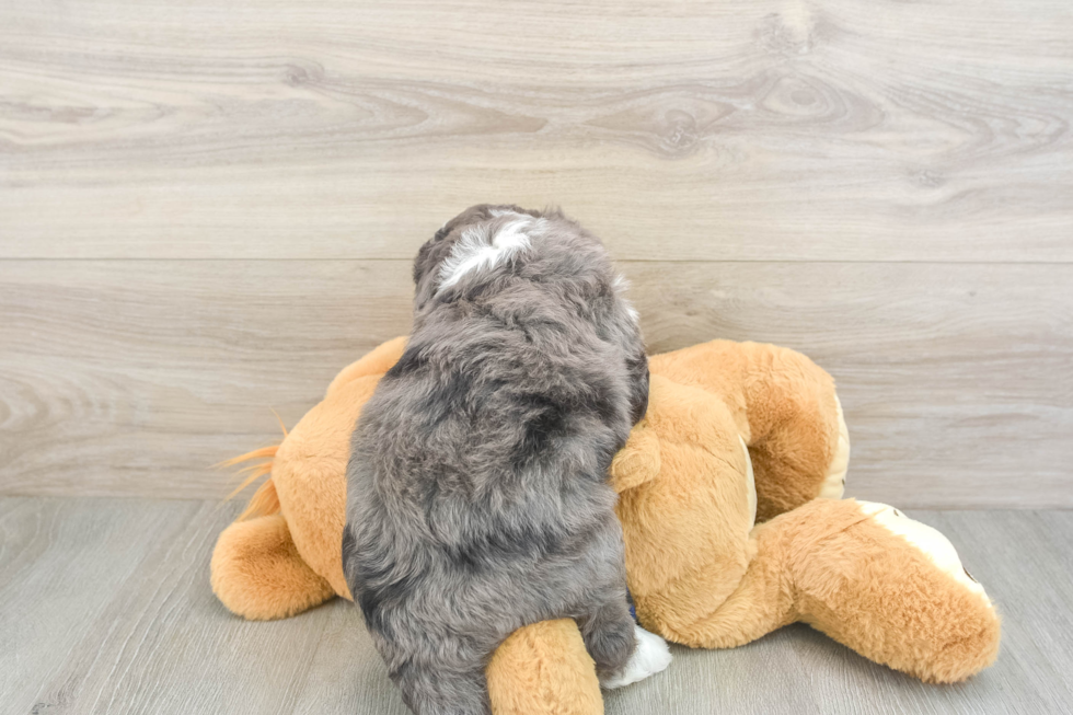 Best Mini Bernedoodle Baby