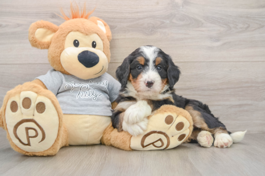 Hypoallergenic Mini Bernesepoo Poodle Mix Puppy