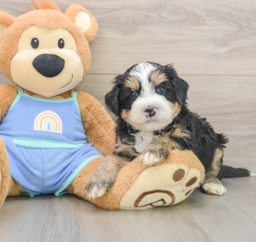 7 week old Mini Bernedoodle Puppy For Sale - Premier Pups
