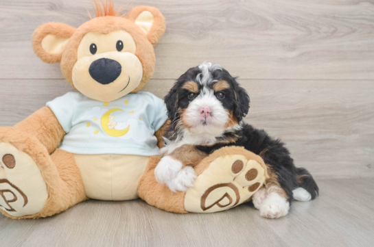 GREER, a Mini Bernedoodle littermate