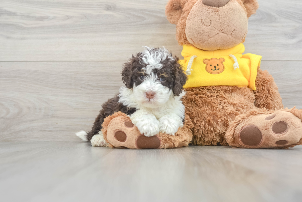 Mini Bernedoodle Pup Being Cute