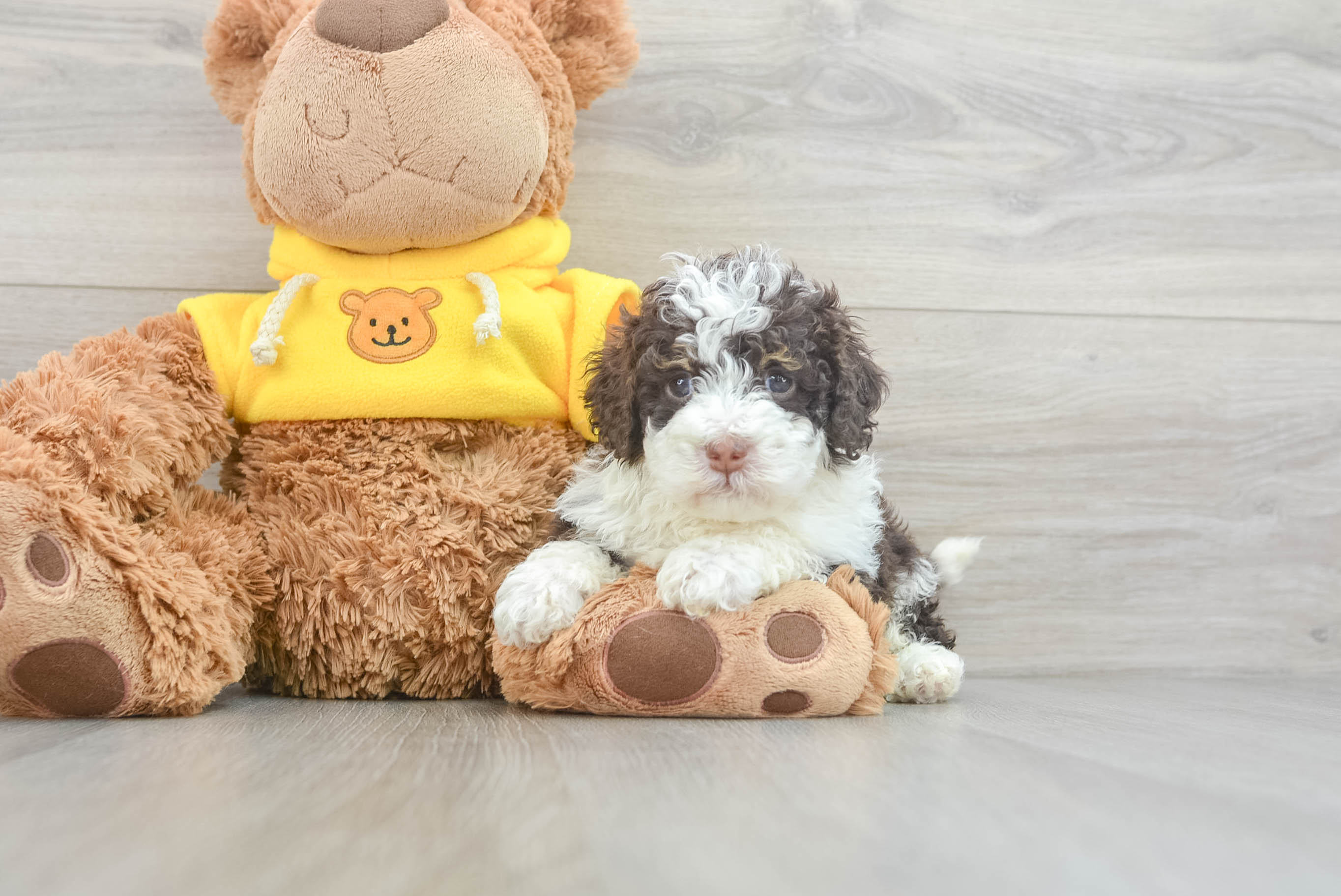 Small Mini Bernedoodle Baby