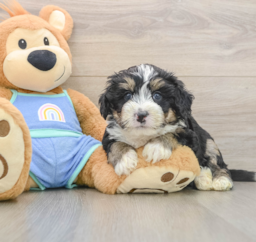 7 week old Mini Bernedoodle Puppy For Sale - Premier Pups