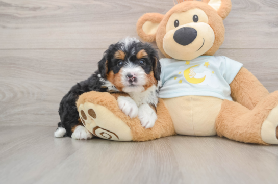 GROOT, a Mini Bernedoodle littermate