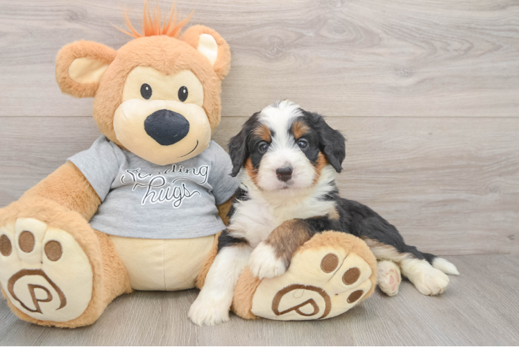 Fluffy Mini Bernedoodle Poodle Mix Pup