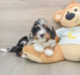 7 week old Mini Bernedoodle Puppy For Sale - Premier Pups