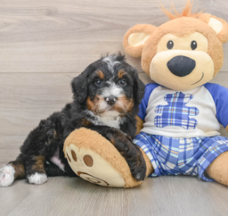 7 week old Mini Bernedoodle Puppy For Sale - Premier Pups