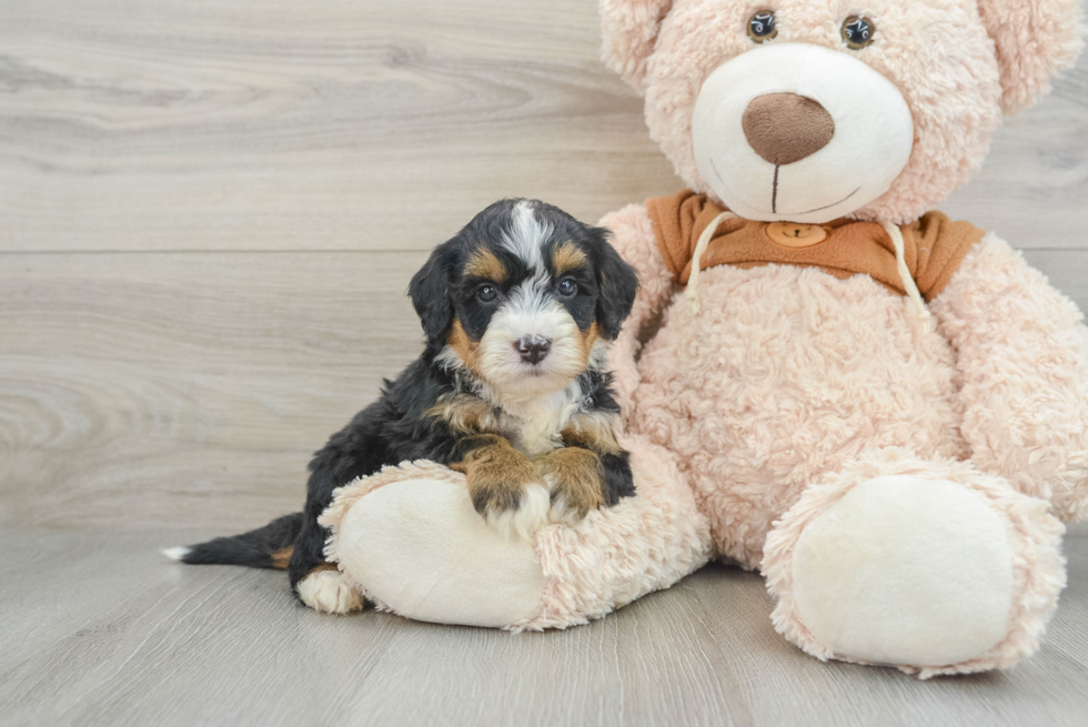 Best Mini Bernedoodle Baby