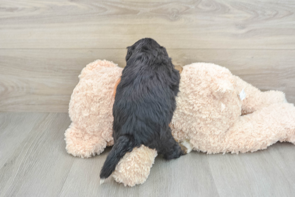 Petite Mini Bernedoodle Poodle Mix Pup