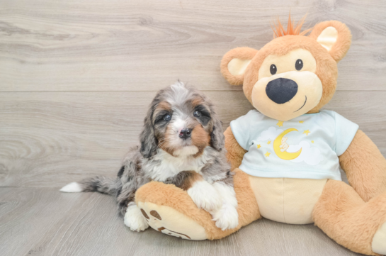 HAWTHORNE, a Mini Bernedoodle littermate