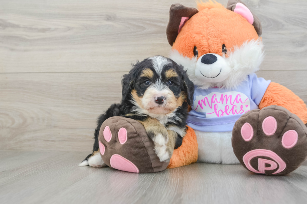 Best Mini Bernedoodle Baby