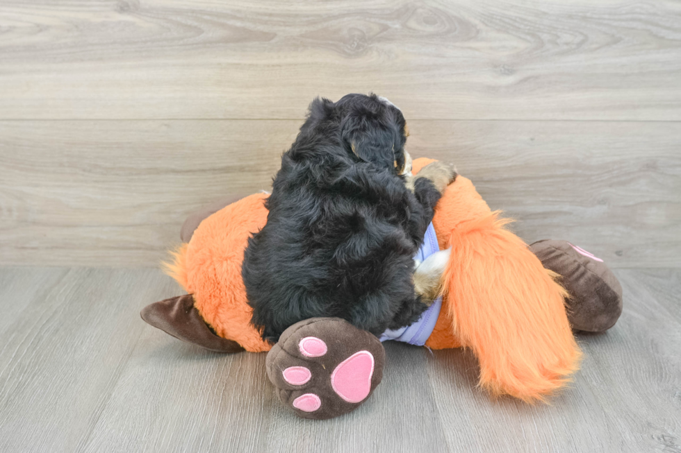 Playful Mini Bernesepoo Poodle Mix Puppy