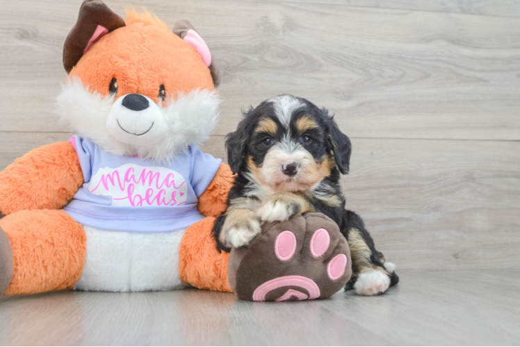 Best Mini Bernedoodle Baby
