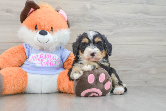 Best Mini Bernedoodle Baby