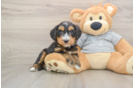 Funny Mini Bernedoodle Poodle Mix Pup