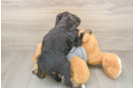Smart Mini Bernedoodle Poodle Mix Pup