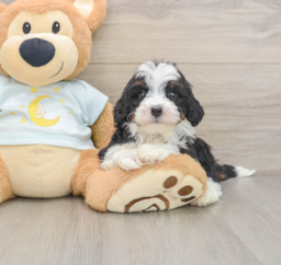 7 week old Mini Bernedoodle Puppy For Sale - Premier Pups