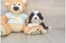 Playful Mini Bernadoodle Poodle Mix Puppy