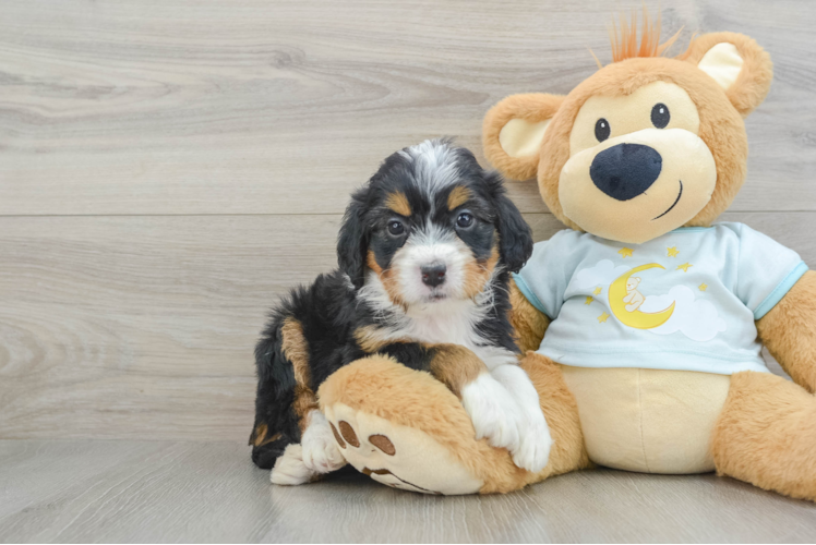 Popular Mini Bernedoodle Poodle Mix Pup