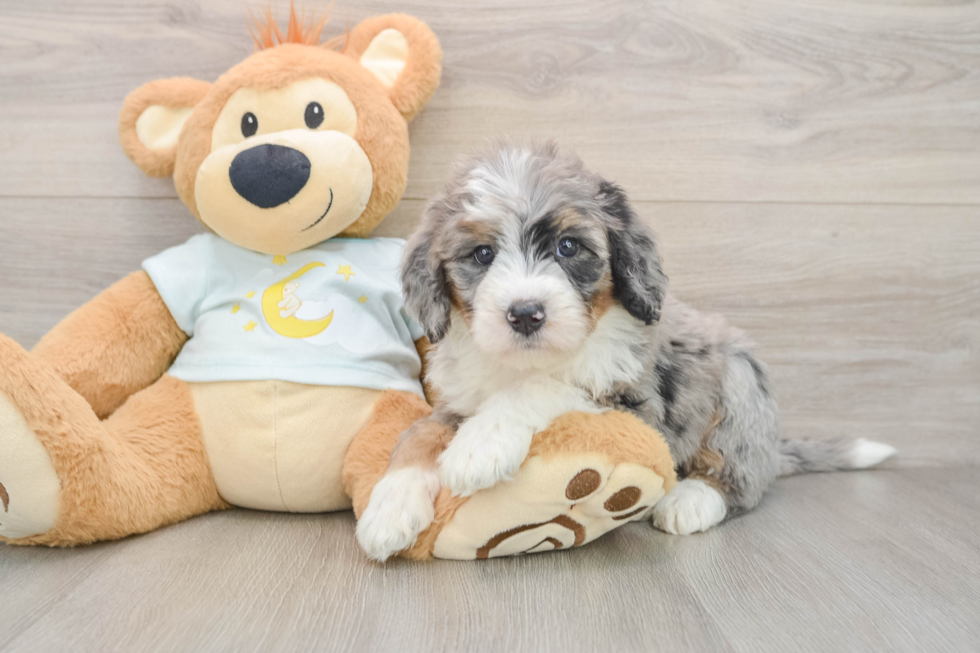 Hypoallergenic Mini Bernepoo Poodle Mix Puppy