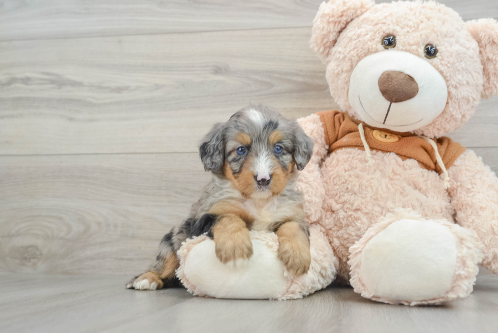 Mini Bernedoodle Pup Being Cute