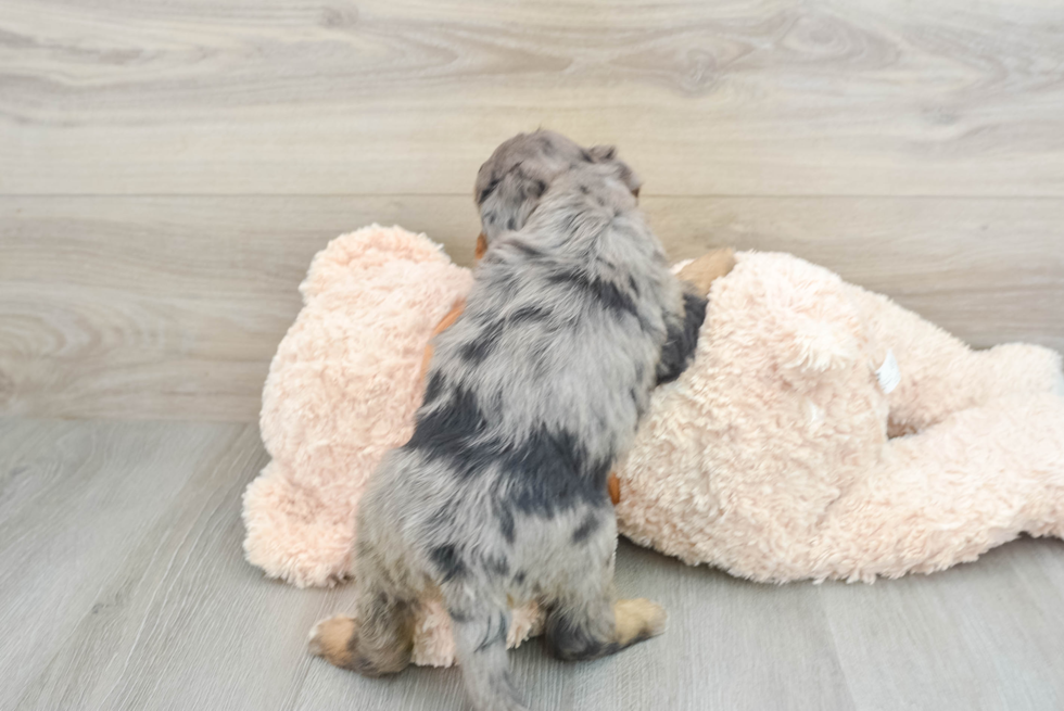 Best Mini Bernedoodle Baby