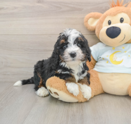 7 week old Mini Bernedoodle Puppy For Sale - Premier Pups