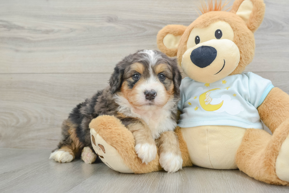 Petite Mini Bernedoodle Poodle Mix Pup