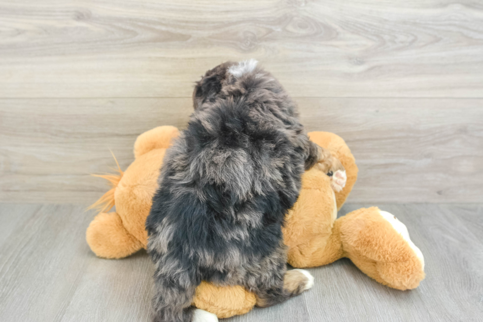 Mini Bernedoodle Puppy for Adoption