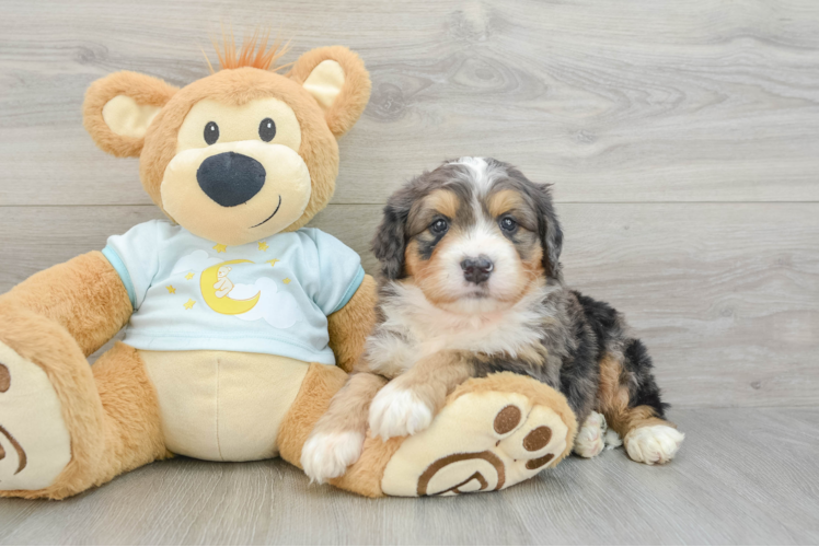 Best Mini Bernedoodle Baby