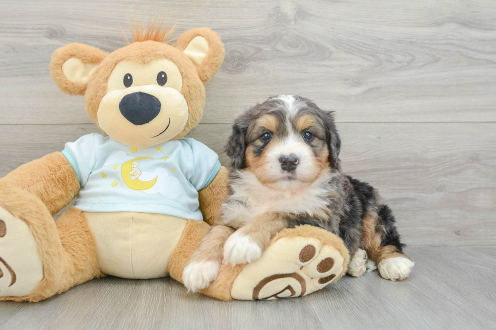 Best Mini Bernedoodle Baby