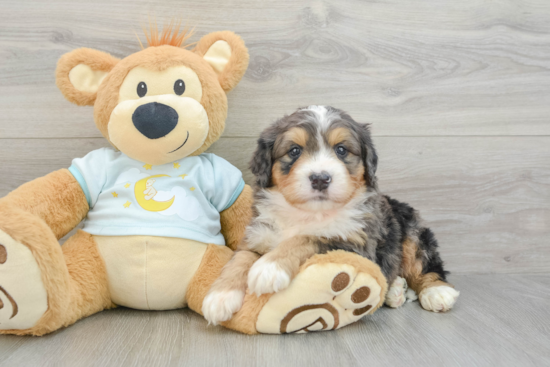 Best Mini Bernedoodle Baby