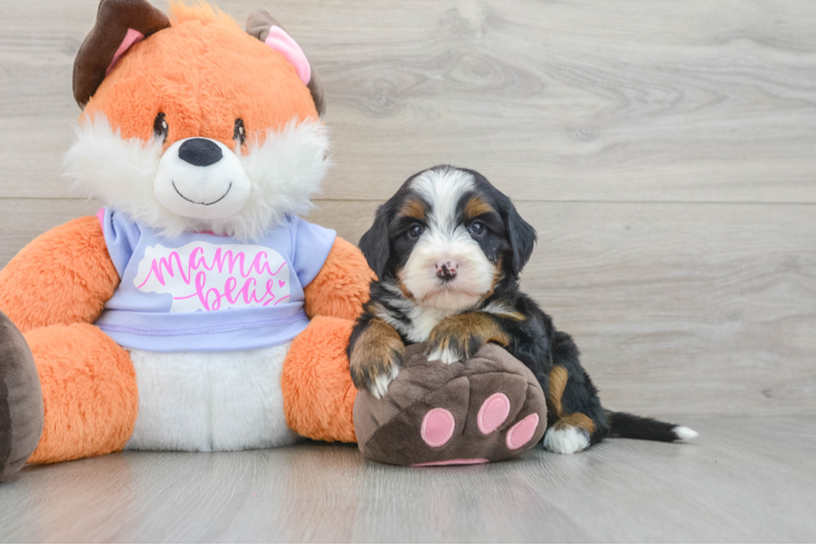 Mini Bernedoodle Puppy for Adoption