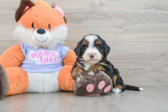 Mini Bernedoodle Puppy for Adoption