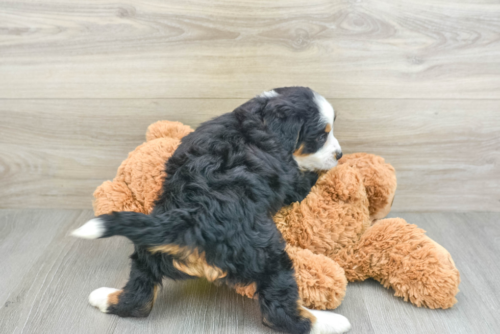Mini Bernedoodle Puppy for Adoption