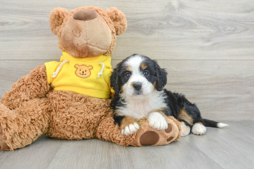 Mini Bernedoodle Puppy for Adoption