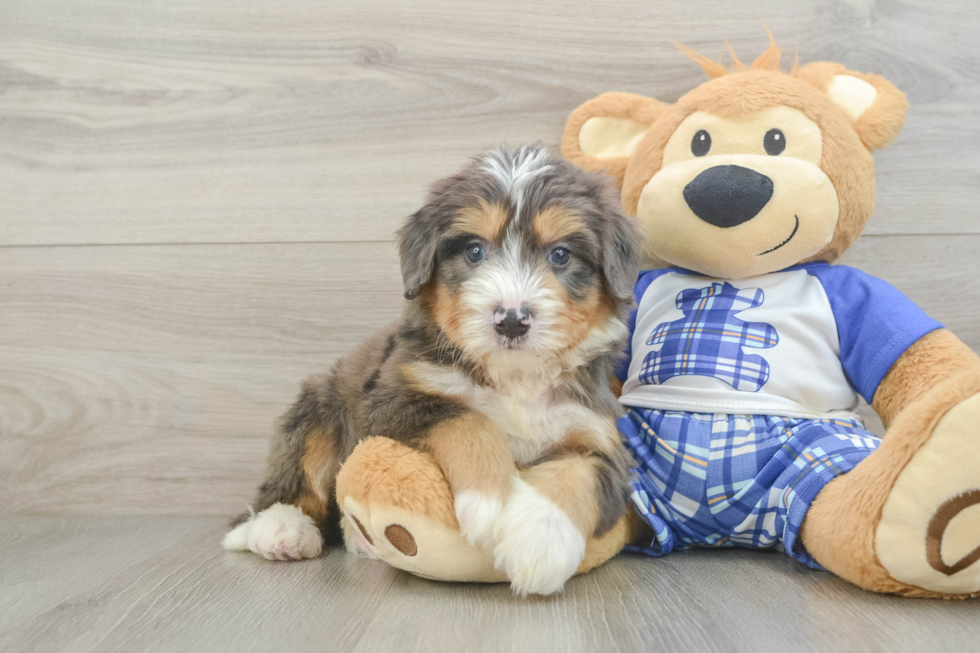 Petite Mini Bernedoodle Poodle Mix Pup