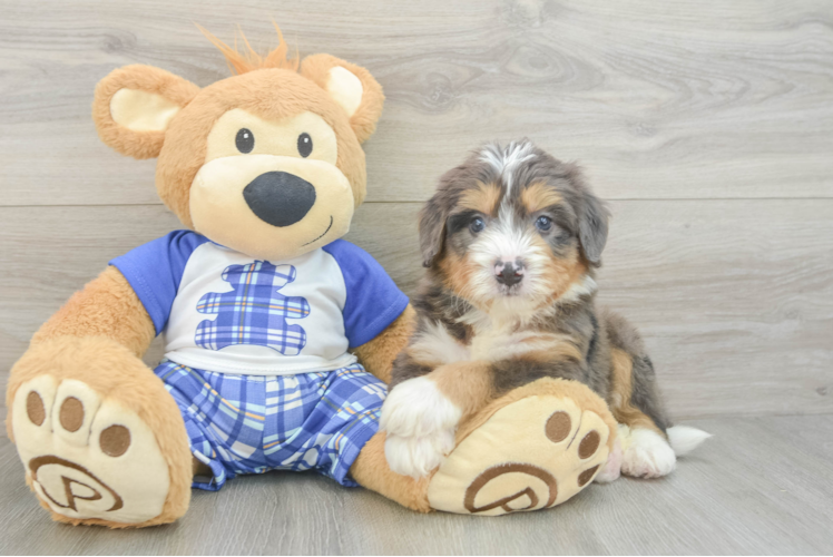 Best Mini Bernedoodle Baby