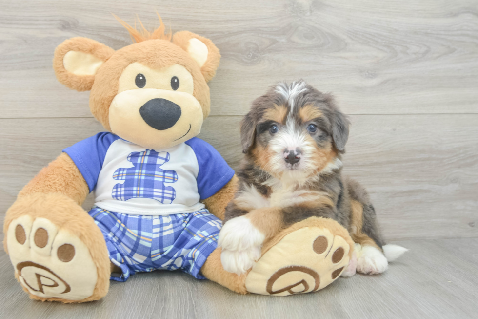Best Mini Bernedoodle Baby