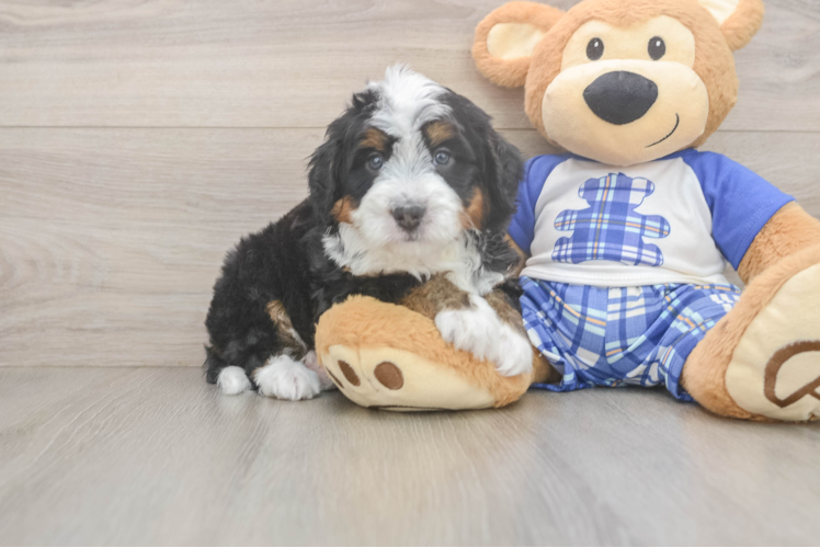 Mini Bernedoodle Puppy for Adoption