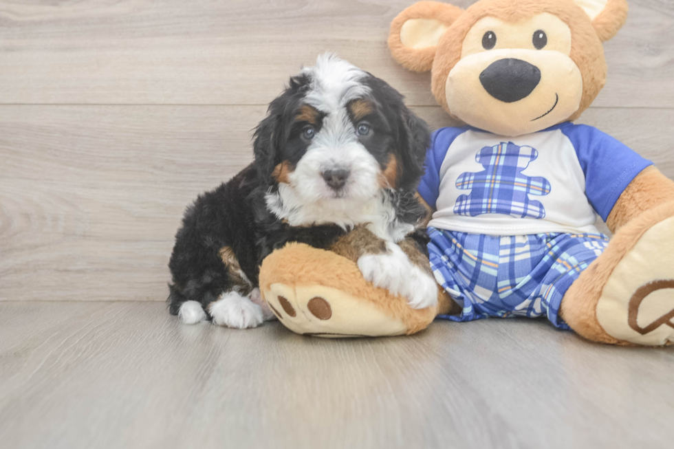 Mini Bernedoodle Puppy for Adoption